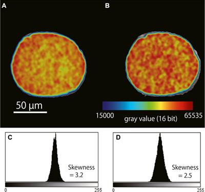 Precise bulk density measurement of planktonic foraminiferal test by X-ray microcomputed tomography